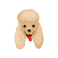 Dog Poodle Sticker by Pri Smrčku
