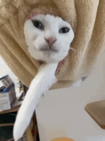 cuteanimalland giphyupload GIF