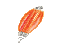 Christmas Fruit Sticker