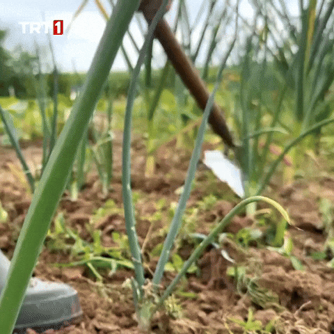 Digging Spring Onions GIF by TRT