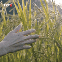 Good Morning Thanks GIF by TRT