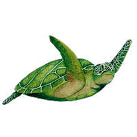 Turtles Fauna Sticker by Todo Fresa
