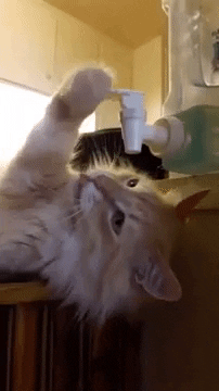 cuteanimalland giphyupload GIF