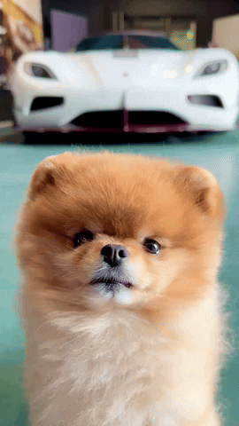 hrhchewy dog focused chewy chewy aka kroshka GIF