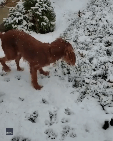 Dog Overjoyed at First Encounter With Snow in New Jersey