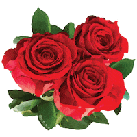 Flower Rose Sticker