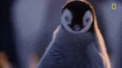 nat geo hostile planet GIF by National Geographic Channel
