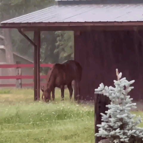 Horse Waits Out The Rain