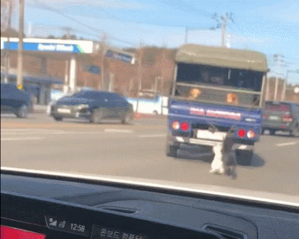 cuteanimalland giphyupload GIF