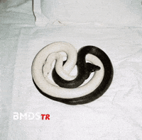 Yin Yang Uzi GIF