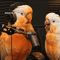 Cats Feels GIF by Darwin