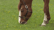 nat geo GIF by Nat Geo Wild 