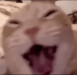Cat Laugh GIF