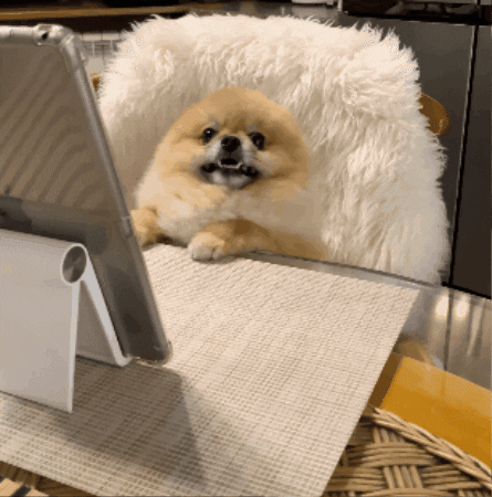Dog No GIF