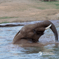 Wave Celebrate GIF by San Diego Zoo Wildlife Alliance