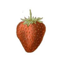 Vintage Fruit Sticker