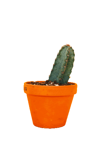 Plant Cactus Sticker by tSocial