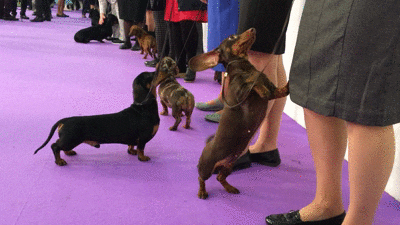 Dog Show Dogs GIF by Westminster Kennel Club