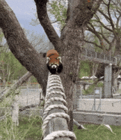 Red Panda Hello GIF by Valley Zoo Development Society