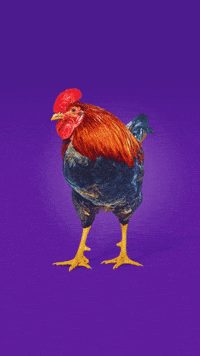 kissedmonton coffee radio chicken rooster GIF