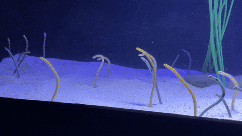 geetmadhukar giphyupload GIF