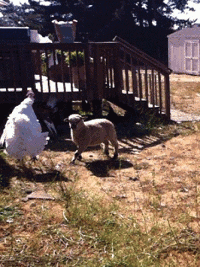 sheep funny animal GIF