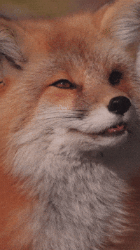 Red Fox GIF by Valley Zoo Development Society