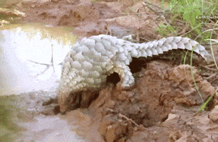 mud playing GIF