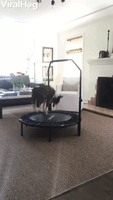 Jamie the Dog Loves Bouncing on Mini Trampoline