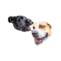 Best Friends Lol Sticker by Taylor Starcher