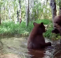 Playful Bear Cubs Wrestle in Pond