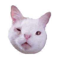 kitty kitties STICKER by imoji