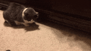 dis GIF