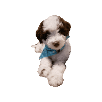 Geekstersquad Sticker by Geekster Pets