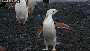 penguin sup GIF by Cheezburger