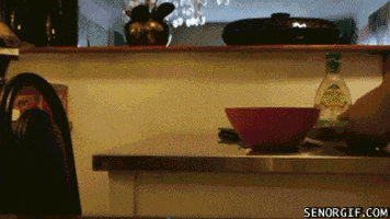 hungry cat GIF by Cheezburger