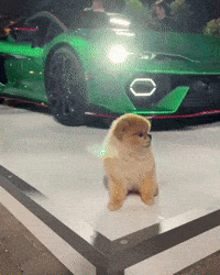 Super Car Cute Dog GIF
