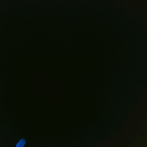 Art Loop GIF