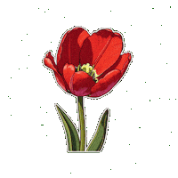 AbhiCreation love flower tulip abhicreation Sticker