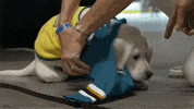 Ice Hockey Dog GIF by NHL