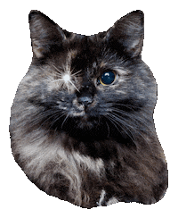 Cat Sticker