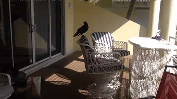 As The Crow (Doesn't) Fly