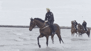 worldhorseracing horse champion horses winx GIF