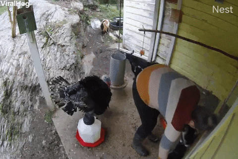 Stevie The Turkey Pecks Owner In The Butt GIF by ViralHog