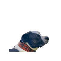Dog Love Sticker by Wauz Manufaktur