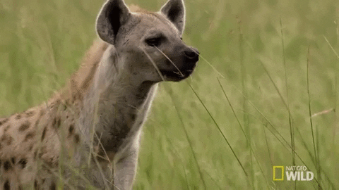 natgeowild giphygifmaker nat geo wild hyena savage kingdom GIF