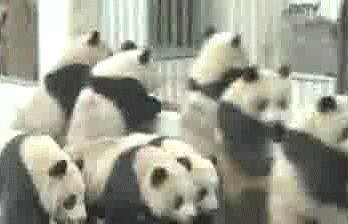 Pandas GIF