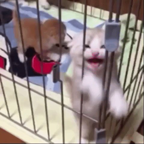 cat kitten GIF by The Videobook
