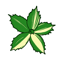 Plant Agave Sticker