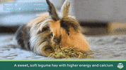 GIF by Oxbow Animal Health